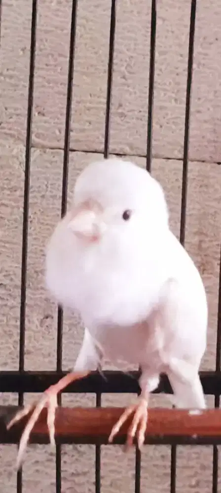 BURUNG KENARI PUTIH CAKEP GACOR MUKA NGEBARONG ISIAN