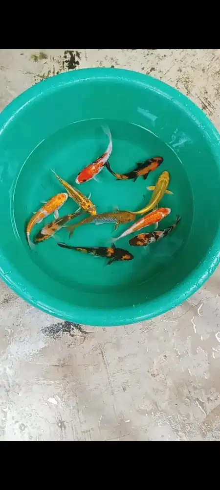 Koi mix size 14 - 15cm