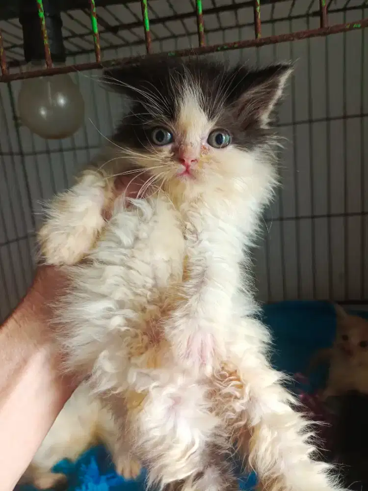 Mix breed induk bsh& dady peaknose