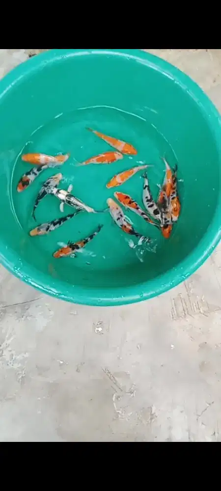 Koi mix 15 ekor
