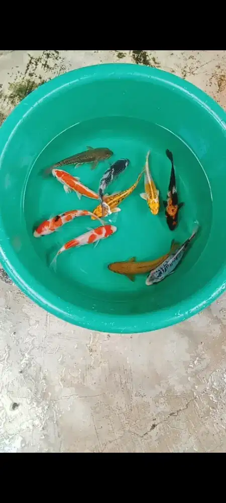 Koi mix 10 ekor
