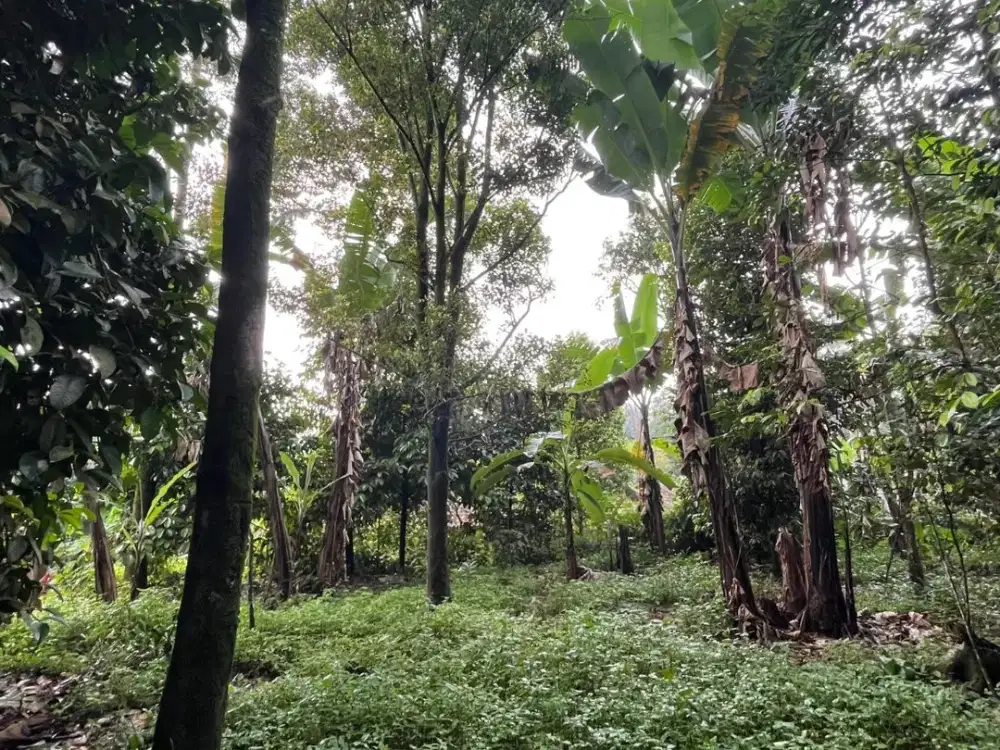 Dijual Murah Tanah Kebun Investasi di Pedesaan Bojong Purwakarta