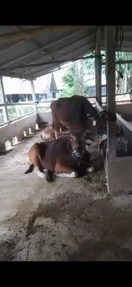 Hewan qurban sapi & kambing