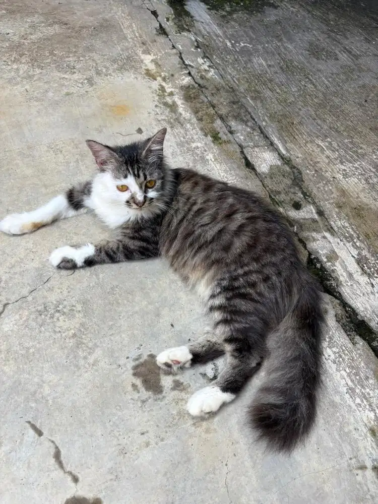 Mix Anggora Maine Coon Usia 7 bulan
