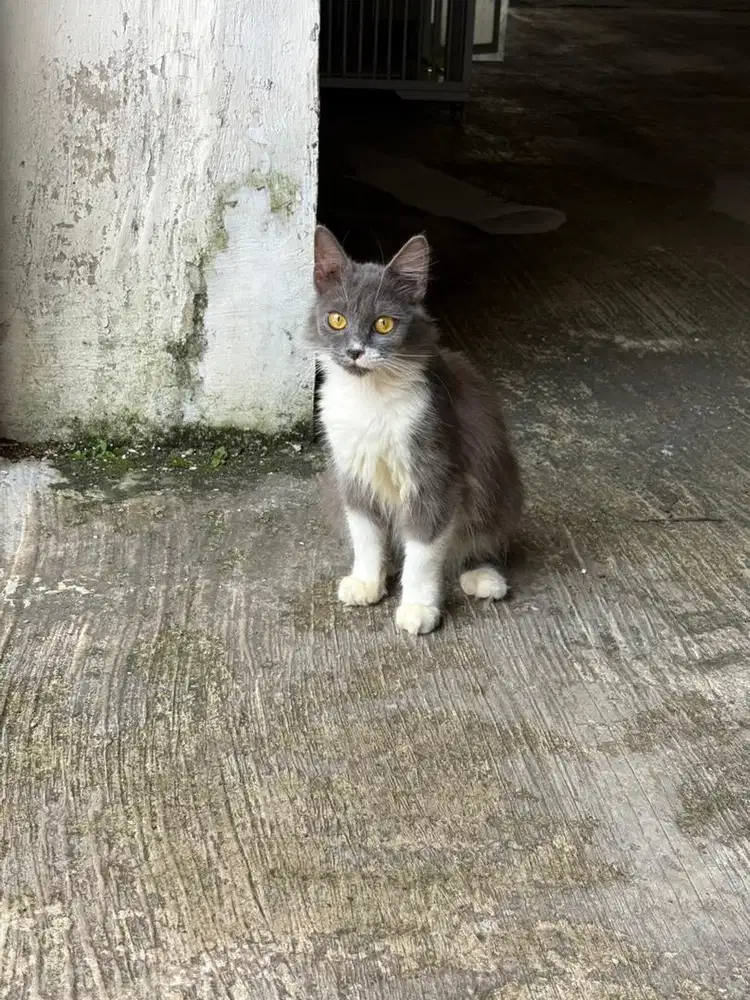 Mix Anggora Maine Coon