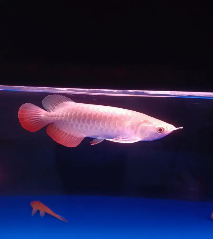 Ikan arwana golden red