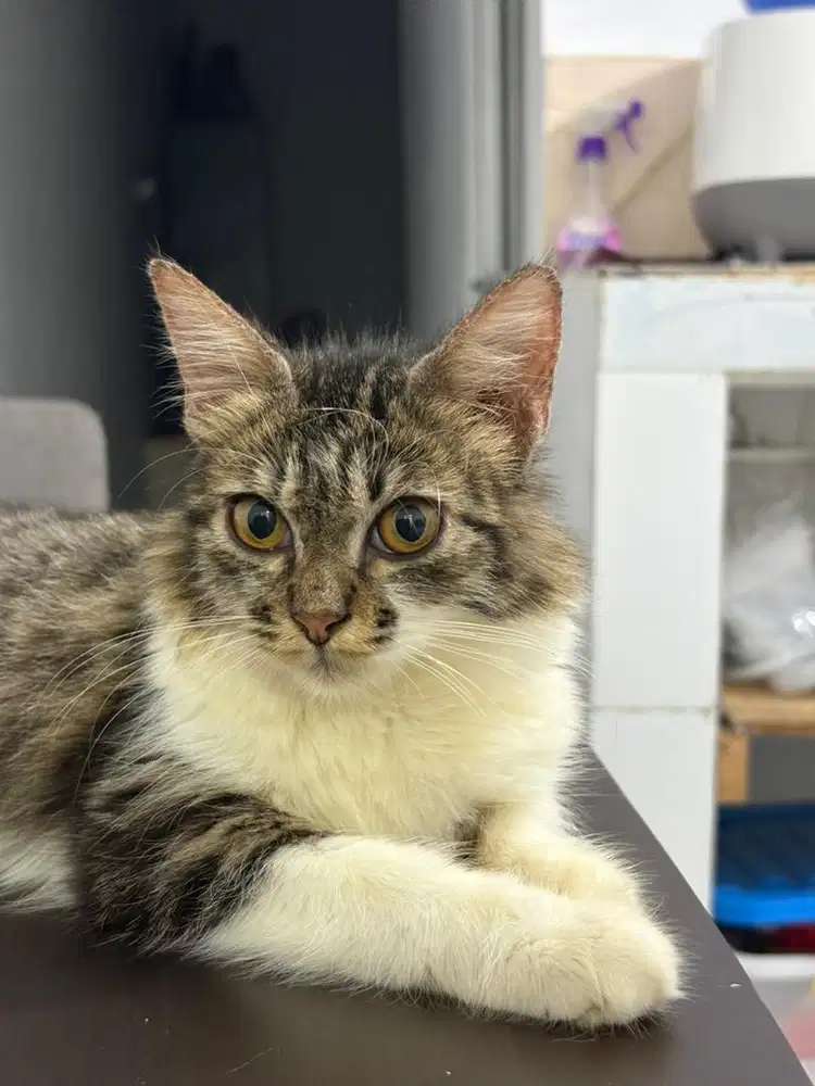 Mix Anggora Maine Coon