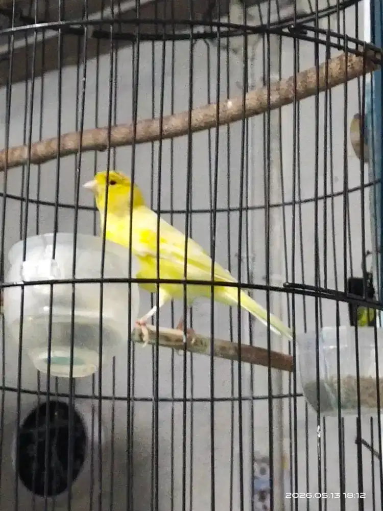 Kenari AF kuning extra joss