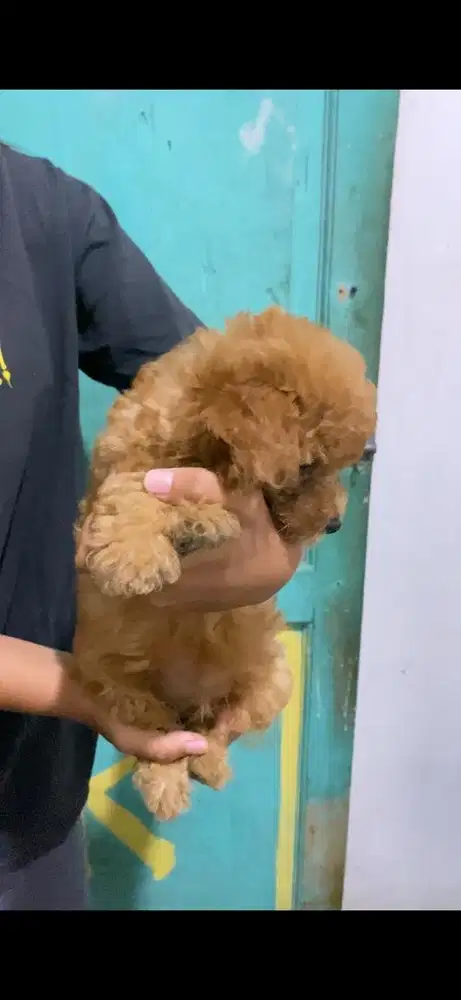 Red toy poodle pure