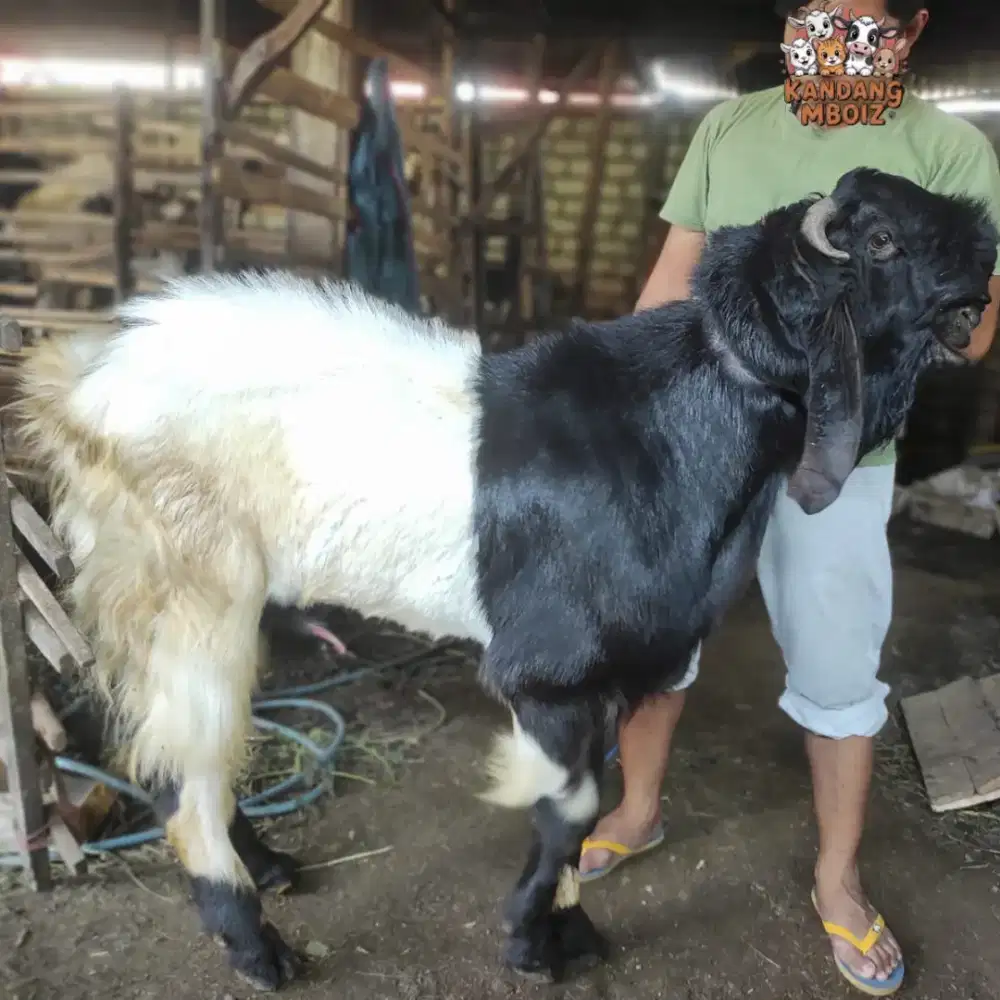 Kambing Qurban Tinggi 1 meter
