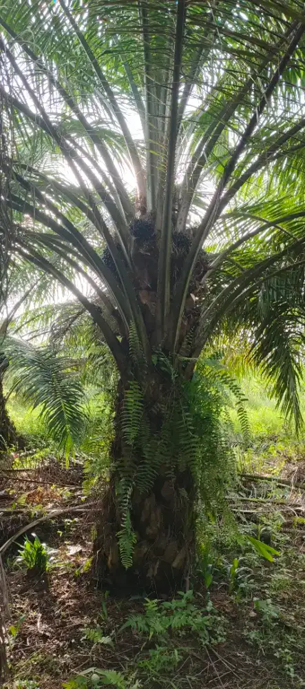 Di butuhkan tenaga kerja bagian perawatan kebun sawit