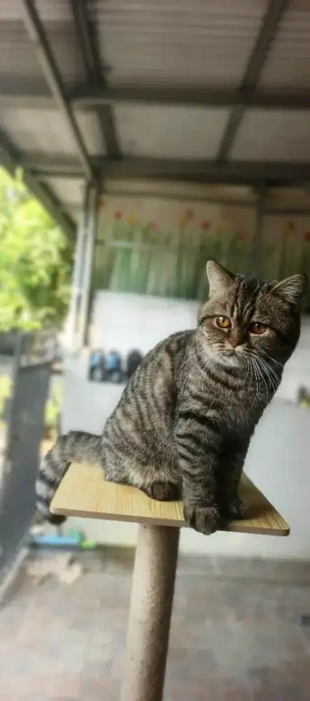 Kucing British short hair (BSH)