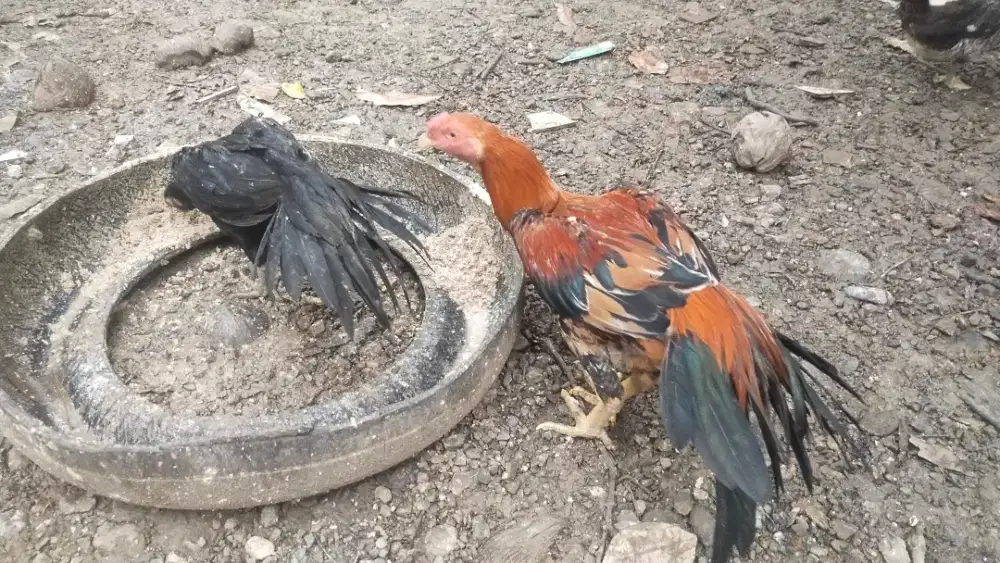 Sepasang ekor lidi Madura mekat