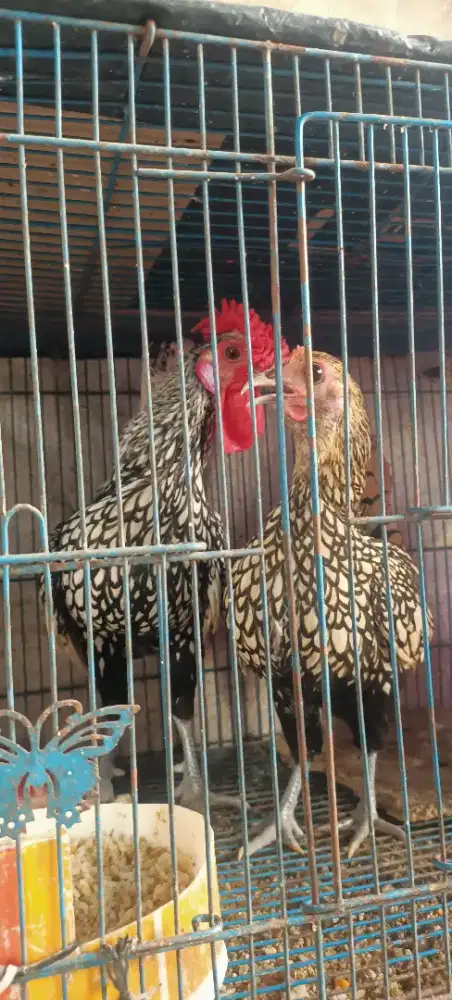 Dijual ayam hias  batik asli ayam hias peliharaan sendiri