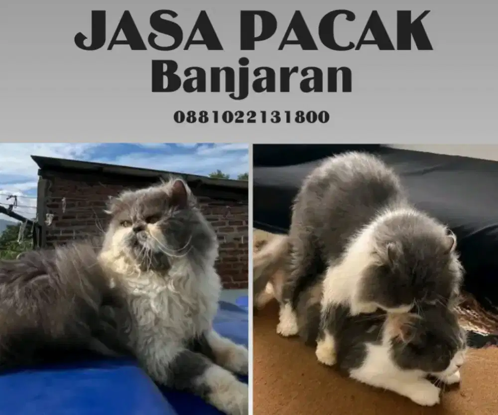 Jasa pacak Murmer