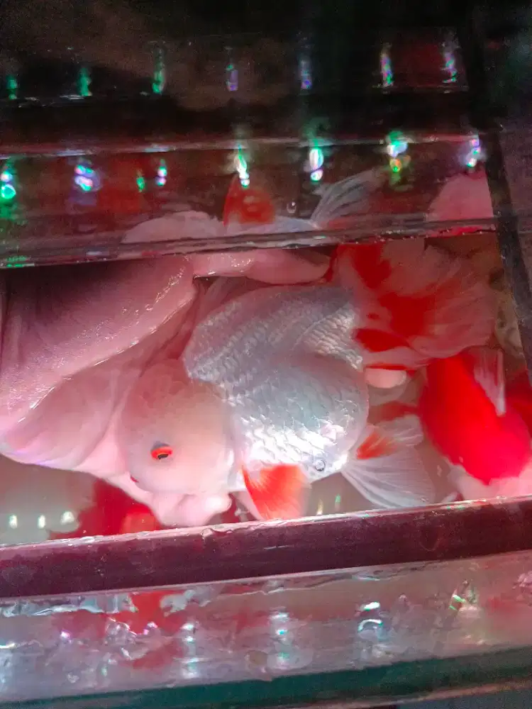 Ikan koki Oranda goldfish