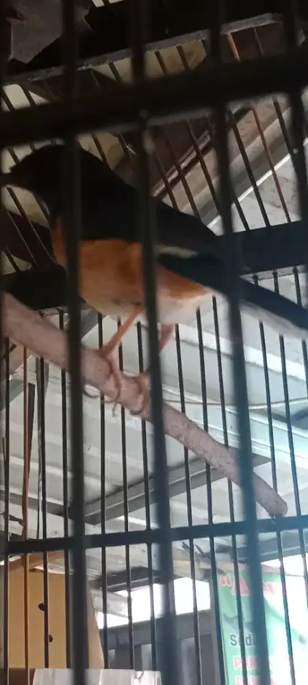 Burung Murai Betina Remaja