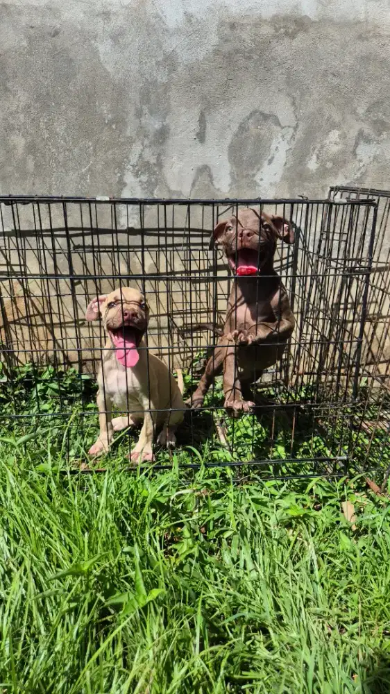 pitbull super cakep sepasang sudah vaksin