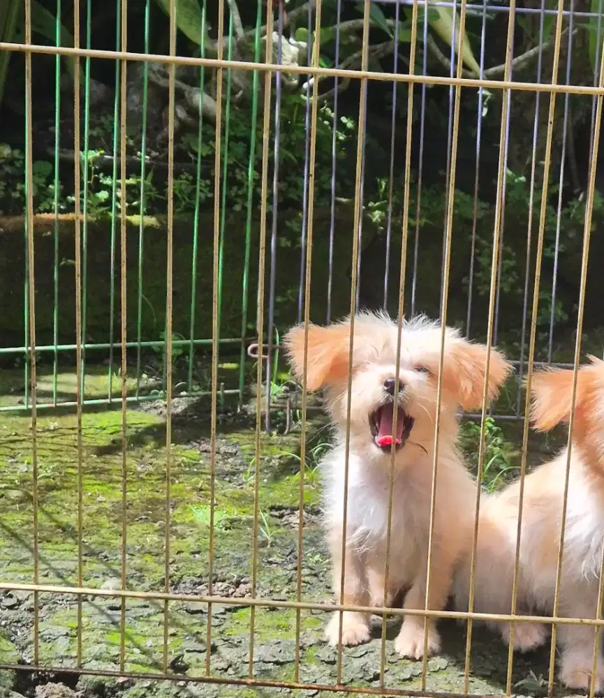 podel x mini pom