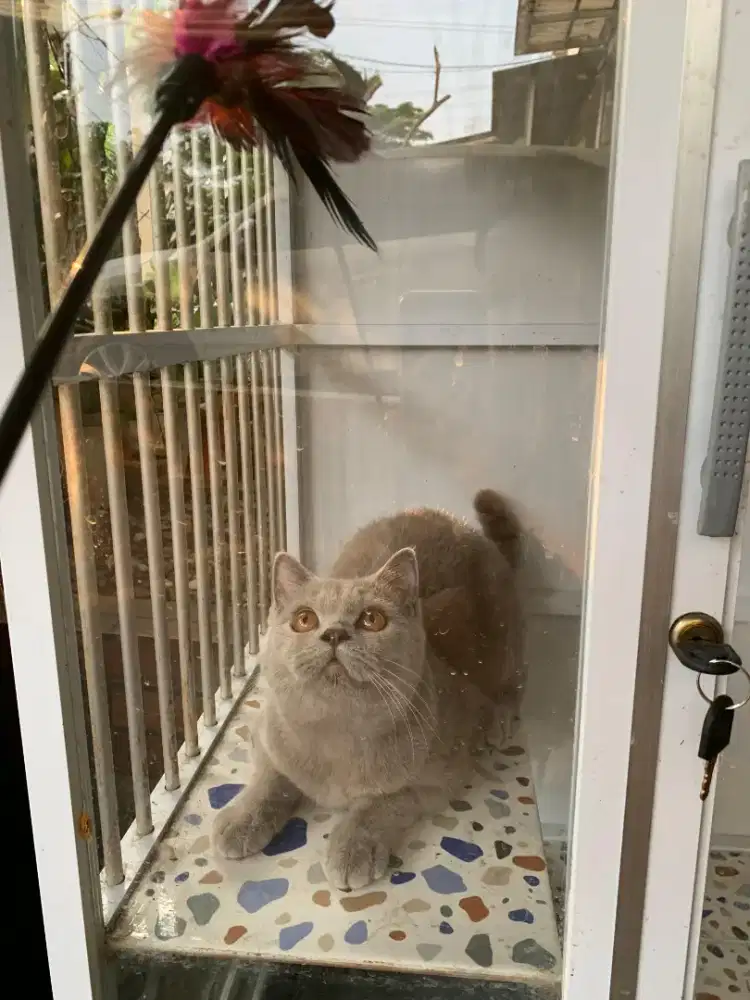Kucing British Short hair, BSH, Lilac, Betina