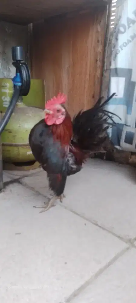 Ayam serama jantan siap kawin
