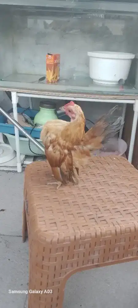 Ayam serama jantan
