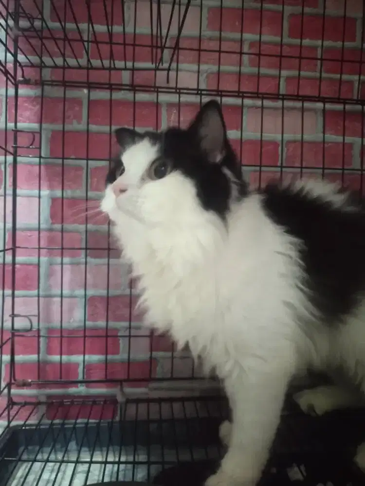 Di jual kucing Persia mix manecon