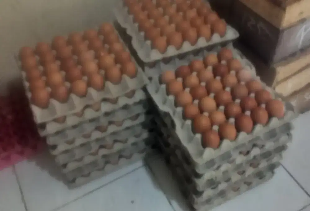 Telur ayam berkualitas