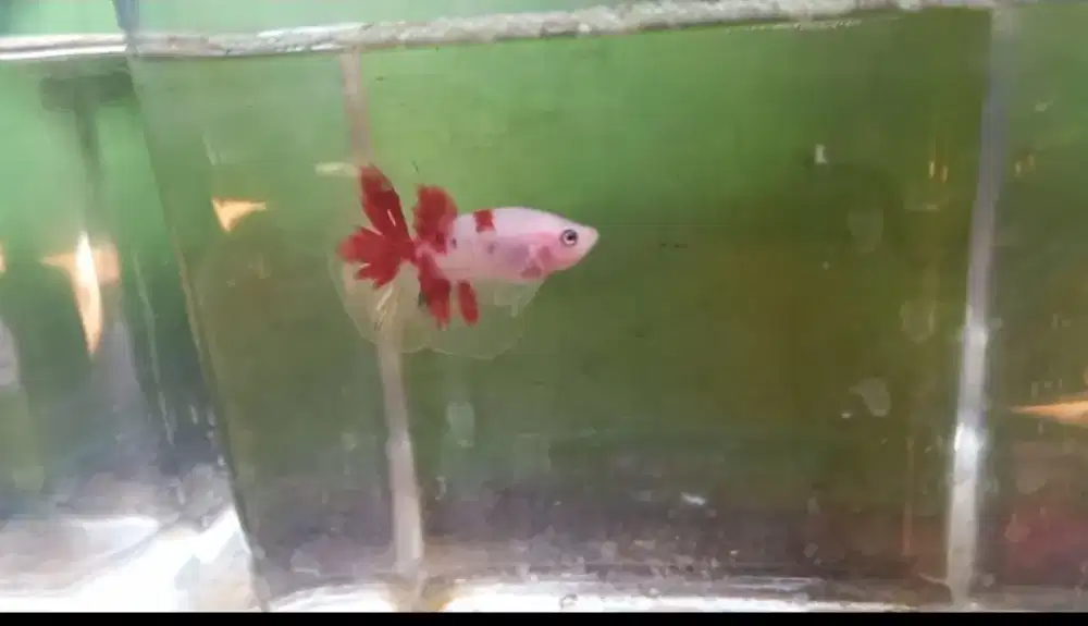 Ikan cupang jenis HM .. unik