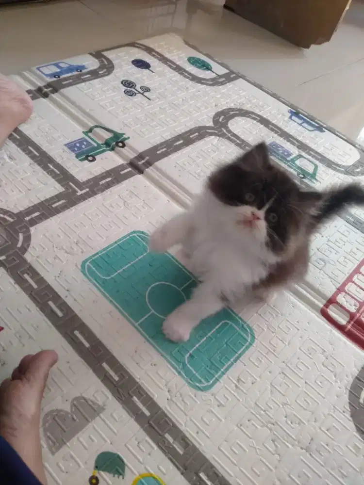 Kiten Persia jantan