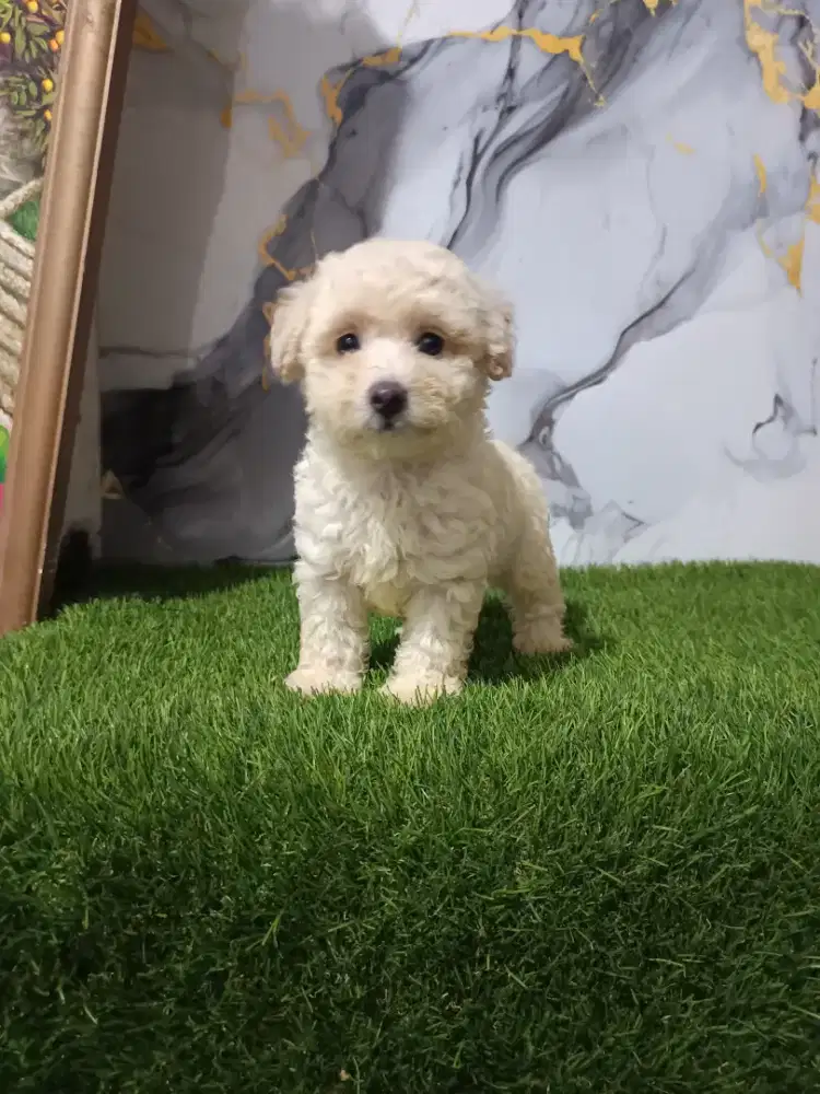 Poodle betina kering glamor