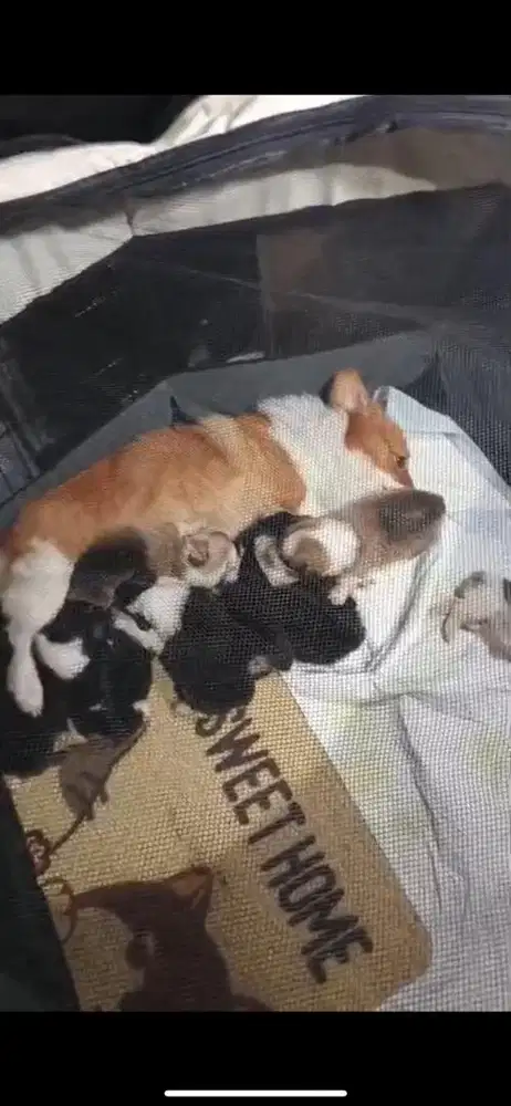 Open booking puppy corgi