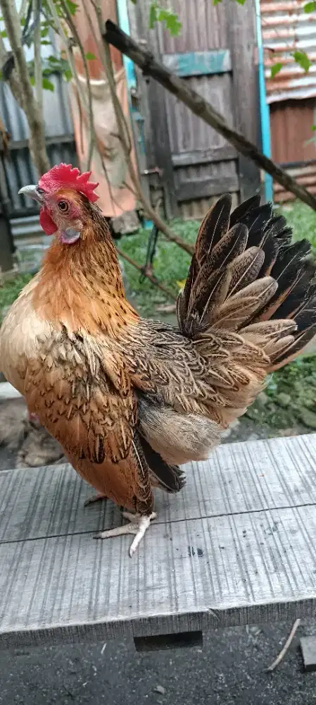 Ayam Kate hias betina