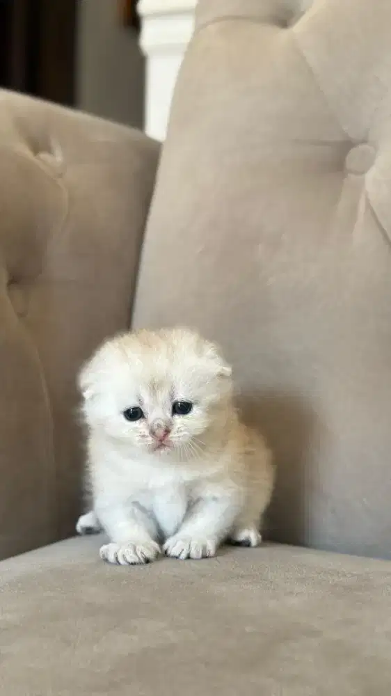 scottish fold jantan silver kitten nonped
