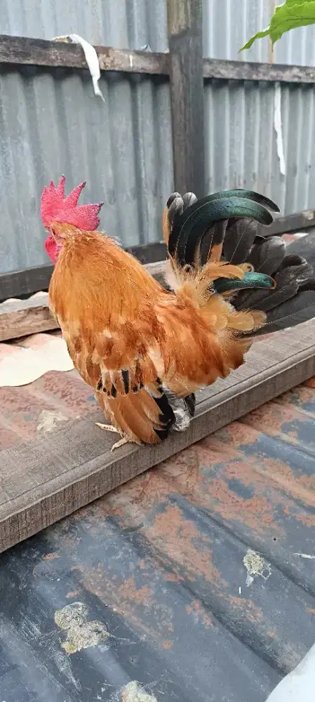 Ayam Kate hias jantan