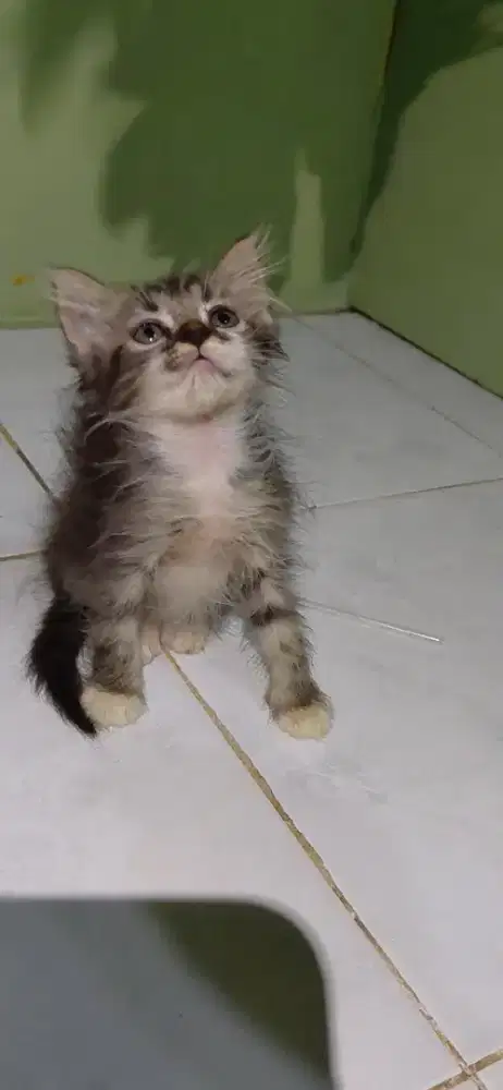 Kitten persia medium mixdome
