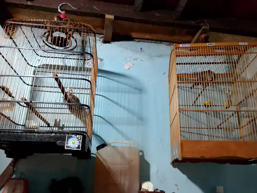cocak rowo muda usia 6-7 bln