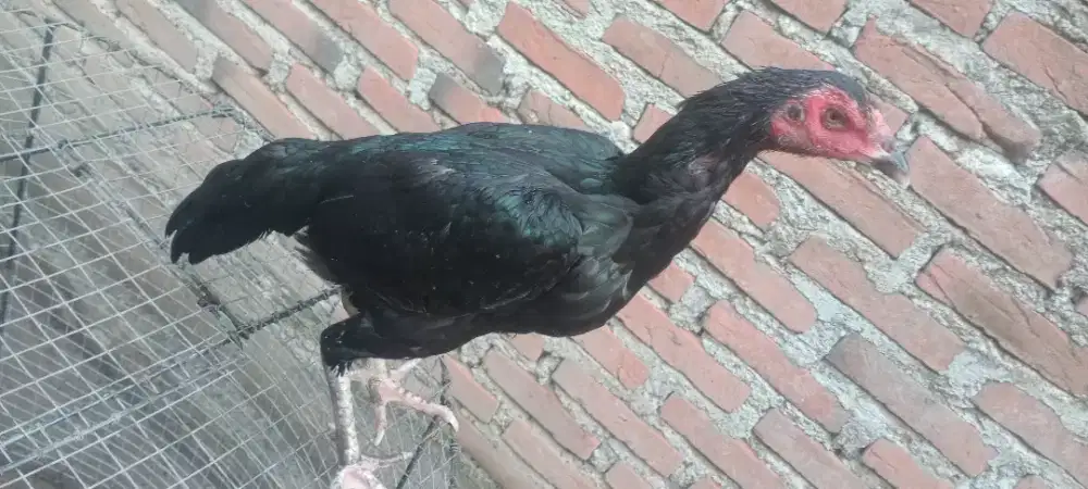 Jual ayam betina  bangkok black bull umur 4 bulan