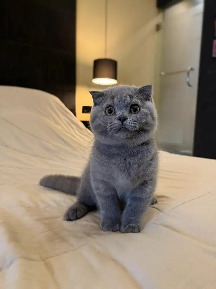 Kucing Scottish Fold Blue MALE BSH SF