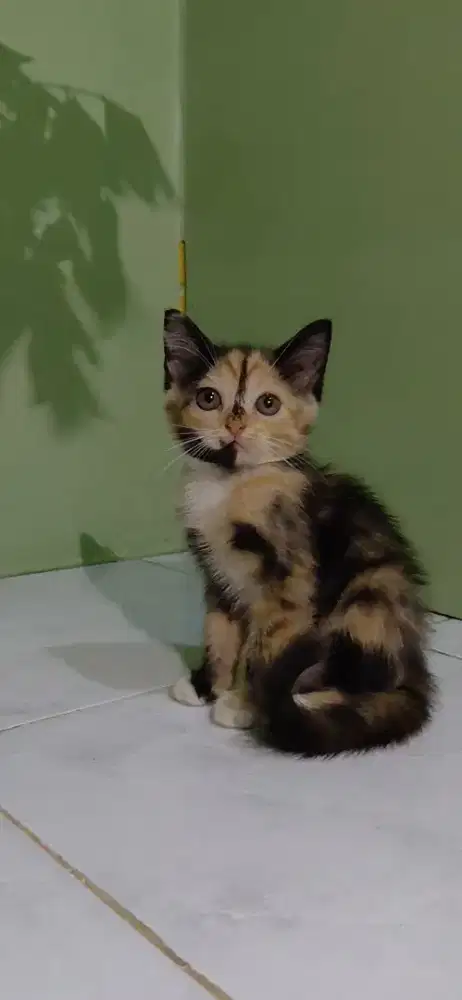 Kitten mixdome persia