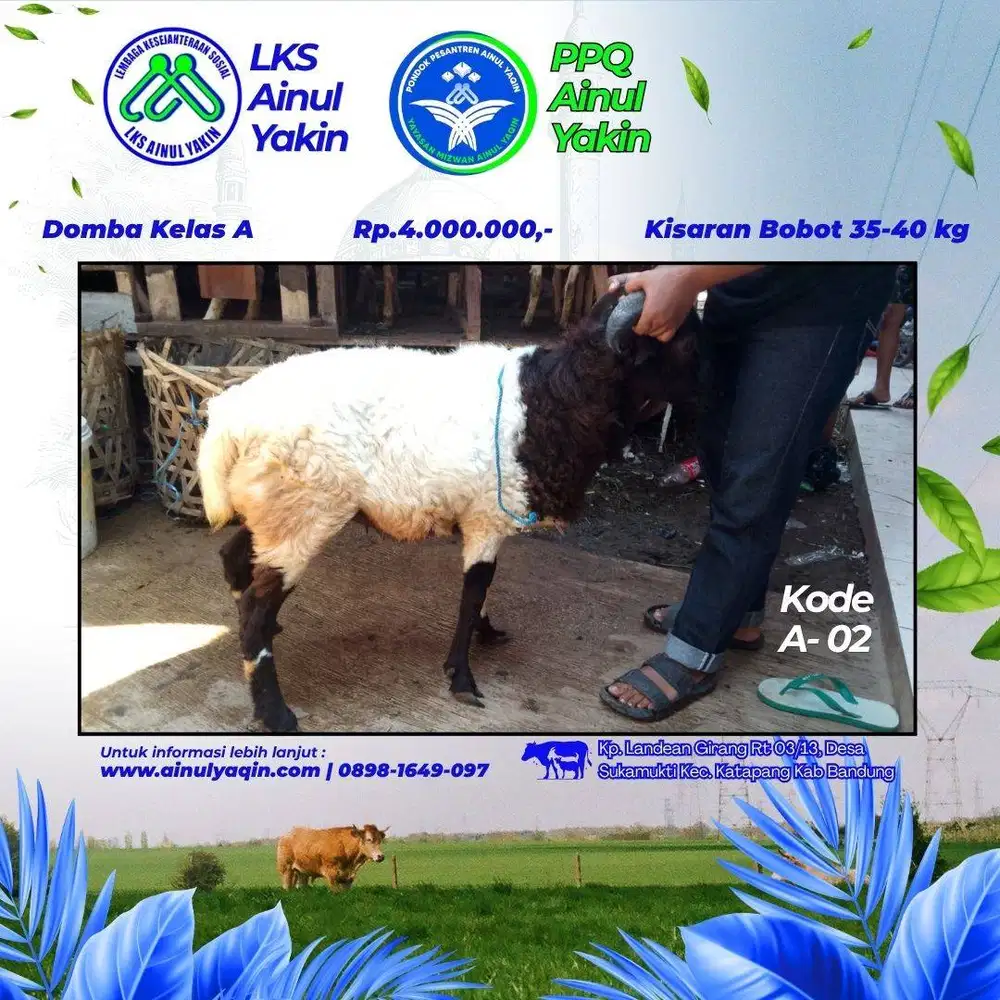 Murah Hewan Qurban Promo Idul Adha
