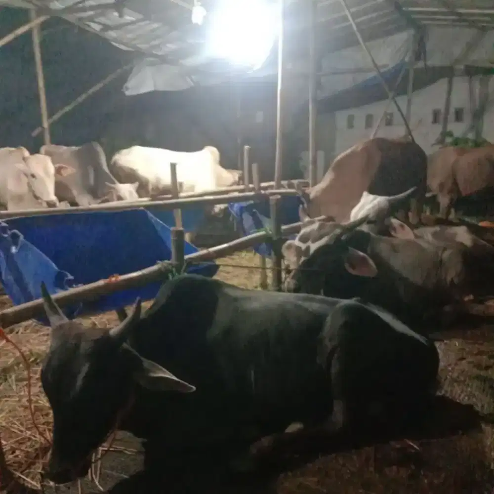 Sapi qurban siap kirim & gratis pengiriman