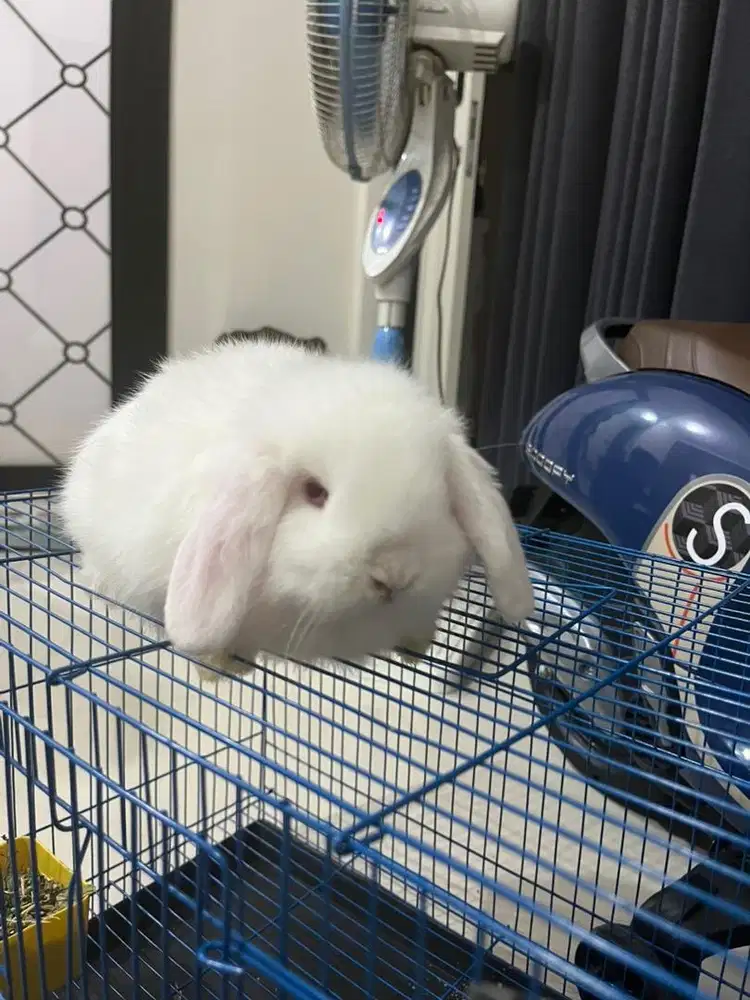 Kelinci Hollandlop dan Lokal