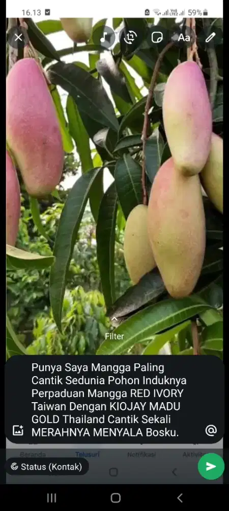 Jual Bibit Mangga RED IVORY Taiwan,Ada 1Macam Ukuran.