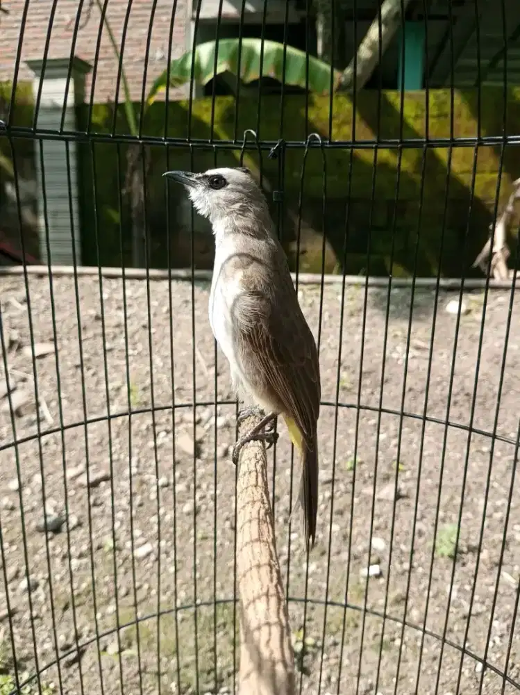 Jual burung trucuk ropel garuda