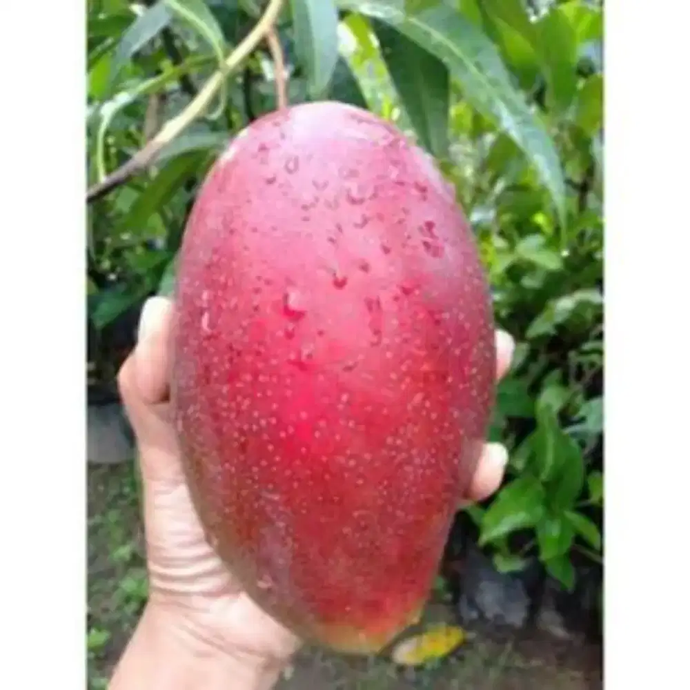 Jual Pohon Mangga YUWEN6 TAIWAN Yg CANGKKOKAN.