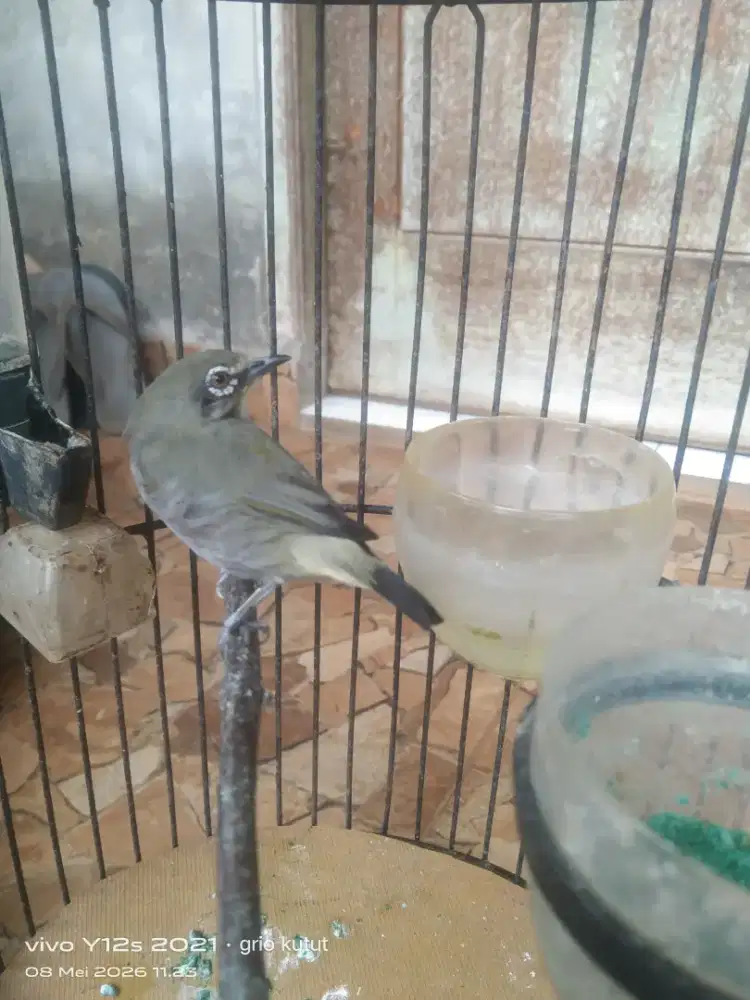 pleci Bustomi wiklus burja