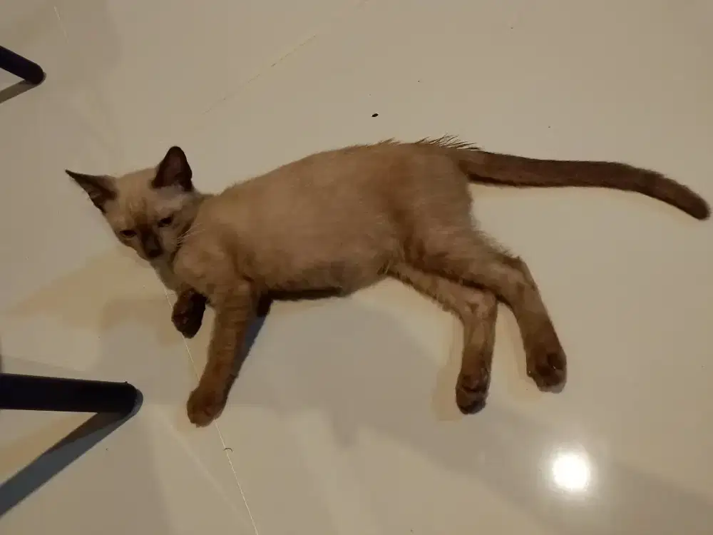 Free adopsi kucing jantan umur 4 bulan