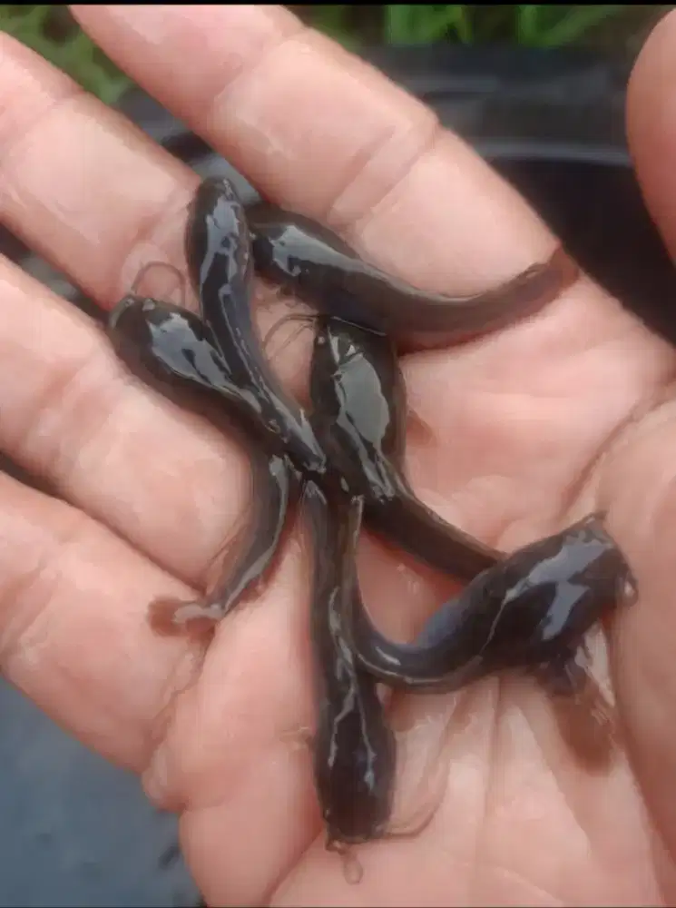 Ikan lele 5-6cm paket isi 100