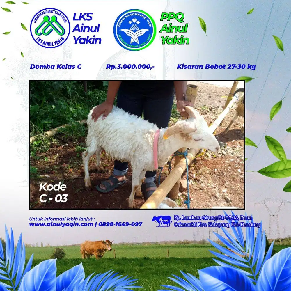 HEWAN QURBAN MURAH HANYA 3 JT.AN